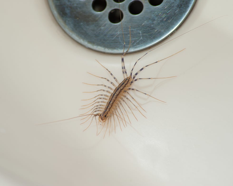 house centipede