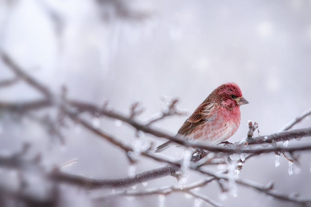 5 birds that love Canadian winters, Articles