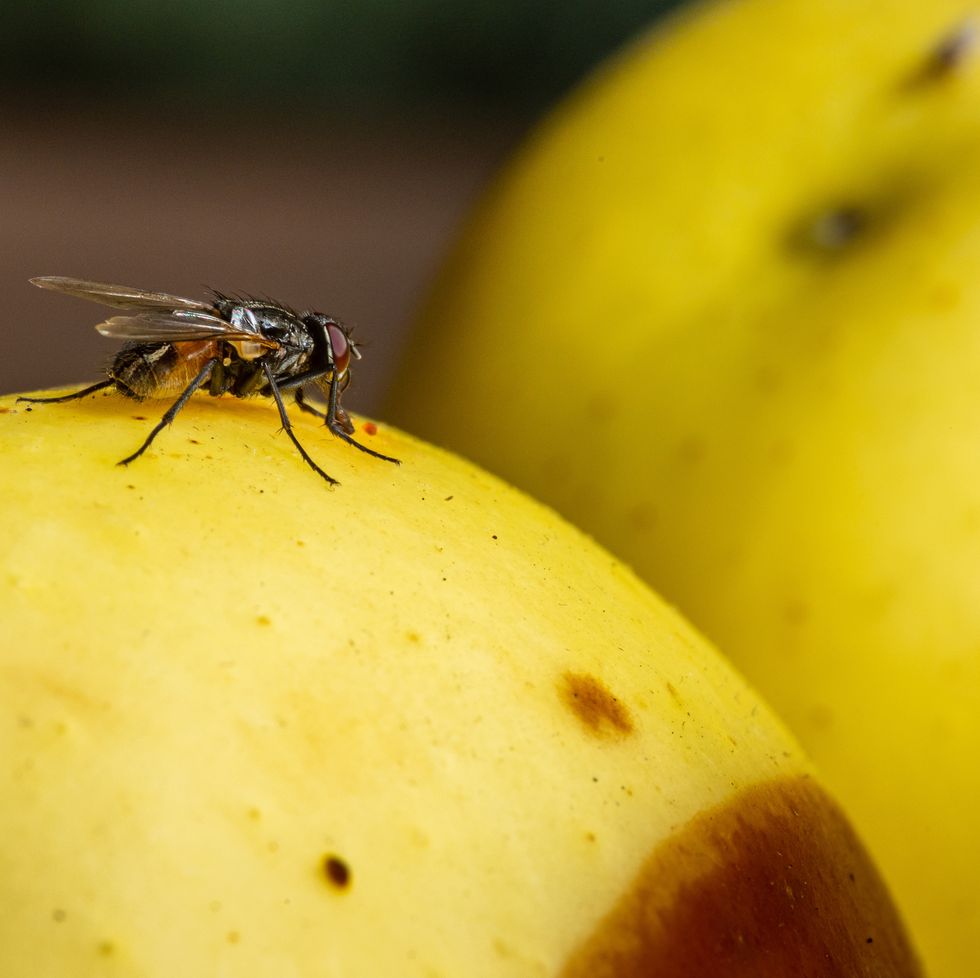 fly on a rotten apple
