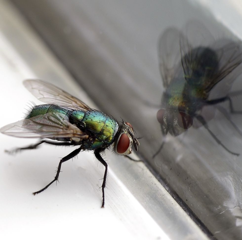 house fly  glass reflection closeup