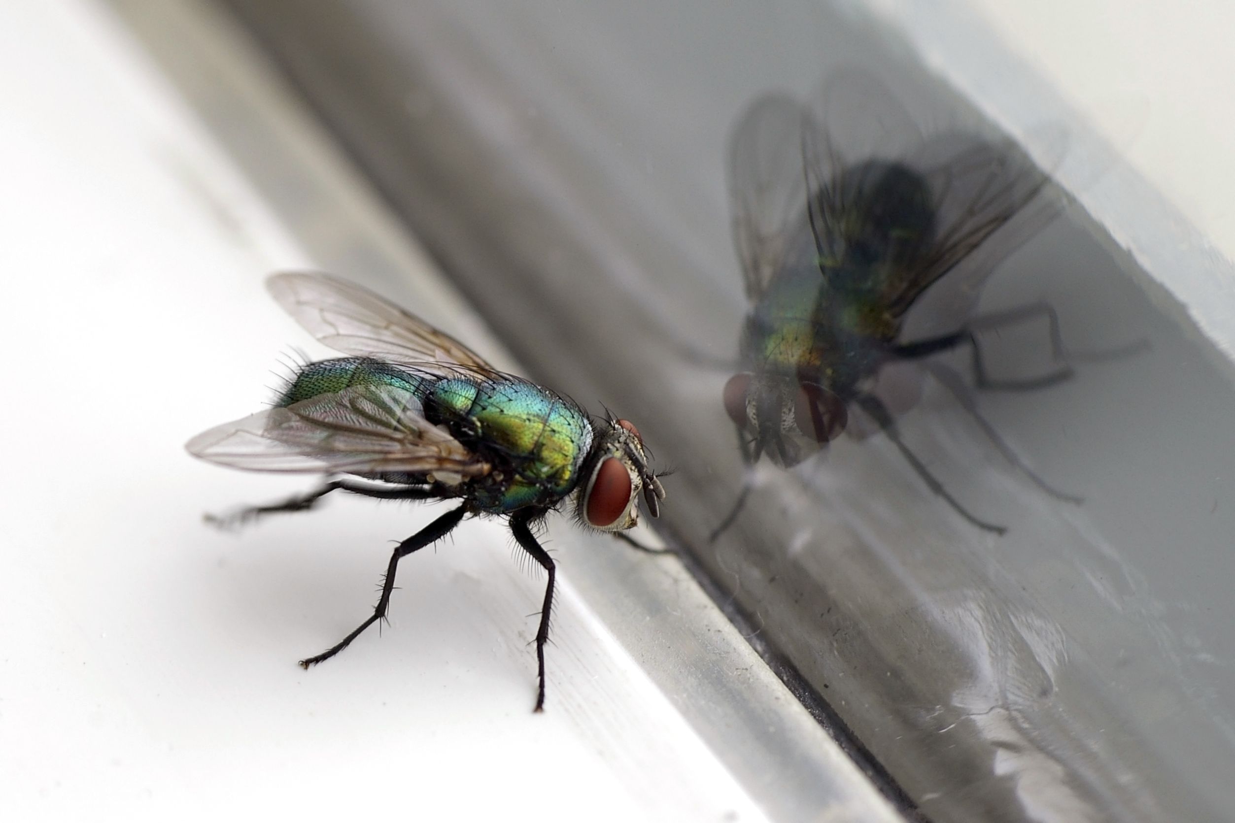 How to Get Rid Of Flies – Easypestsupplies