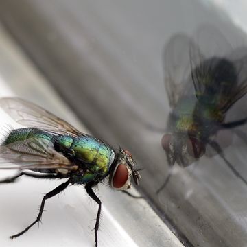 house fly  glass reflection closeup