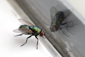 house fly  glass reflection closeup