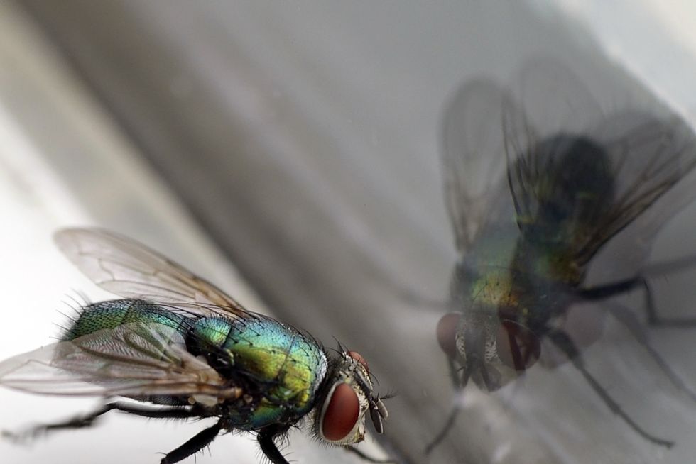 How to Get Rid of Flies in the House: 11 Quick Solutions