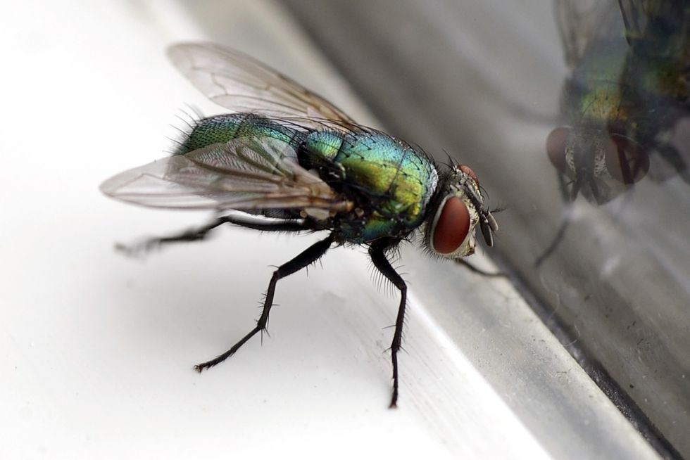 Flies increase in summer; how to get rid of them