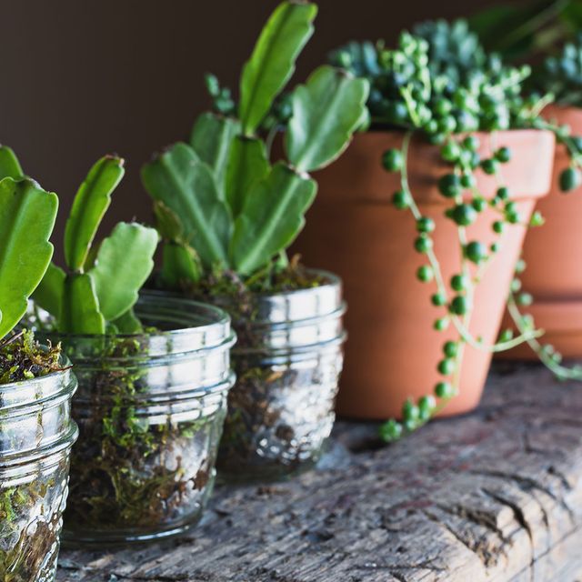 Flowerpot, Flower, Plant, Houseplant, Cactus, Room, Succulent plant, Herb, Garden, 