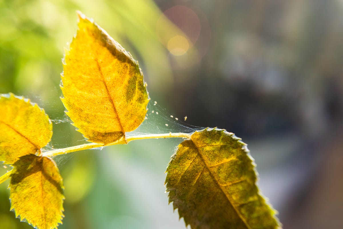 How to Get Rid of Gnats on Houseplants - Cotton Stem