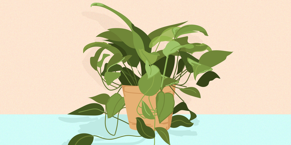 Golden Pothos Is the Best Indoor Houseplant to Grow Because It Refuses ...