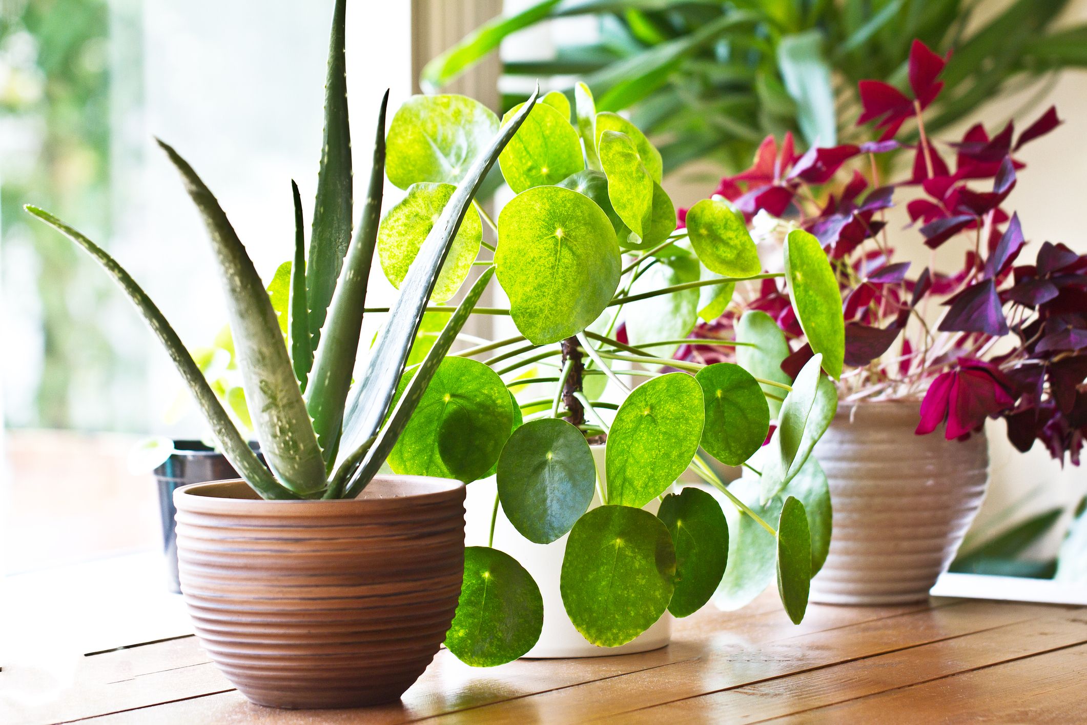 8 Benefits of Indoor Plants – How Houseplants Improve Your Health