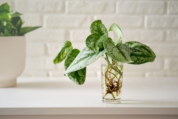 a house plant scindapsus pictus with roots in a glass on a white brick wall table