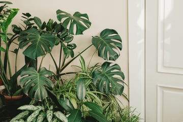 house plants care