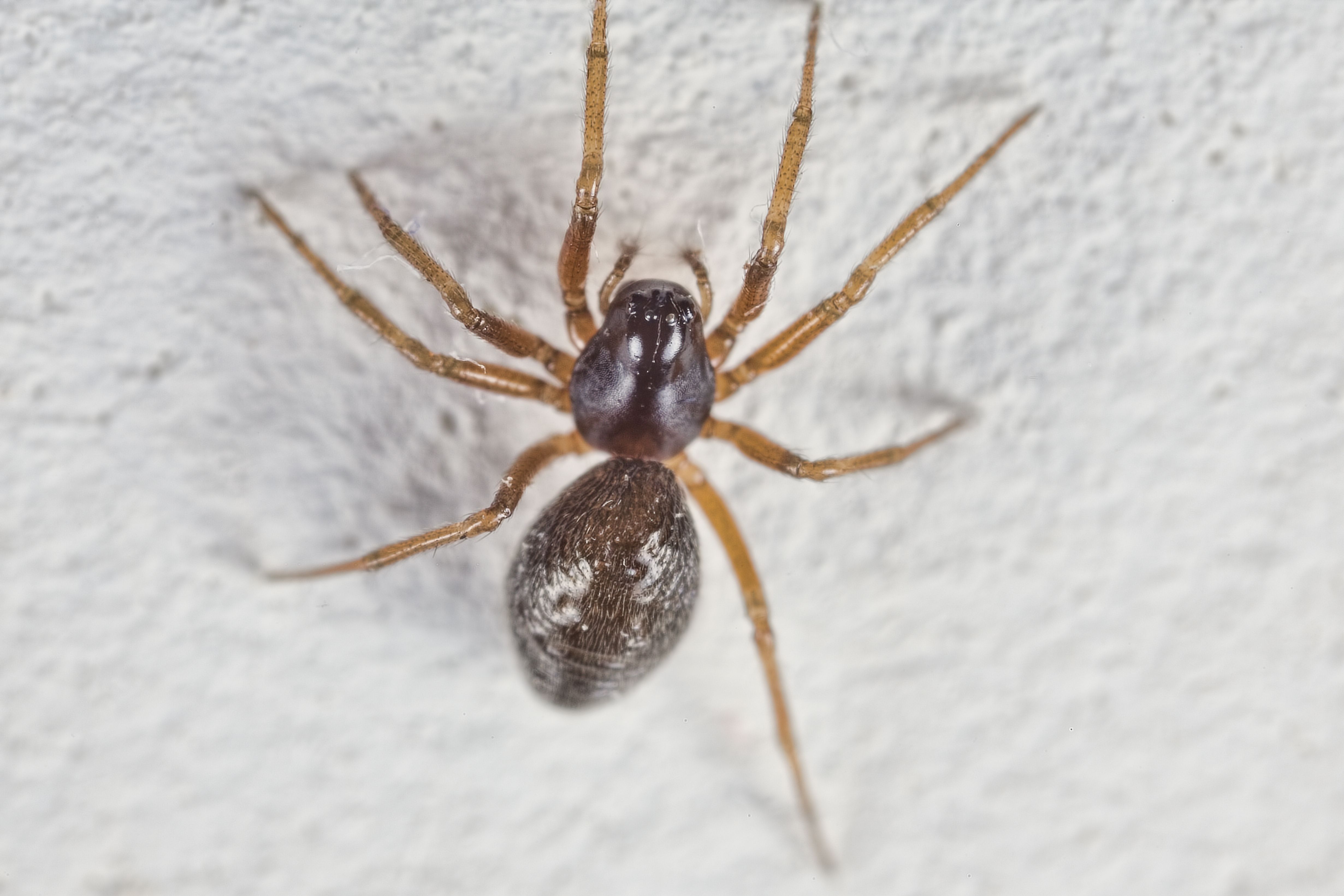 Common Poisonous House Spiders   House Spider Royalty Free Image 1568319739 