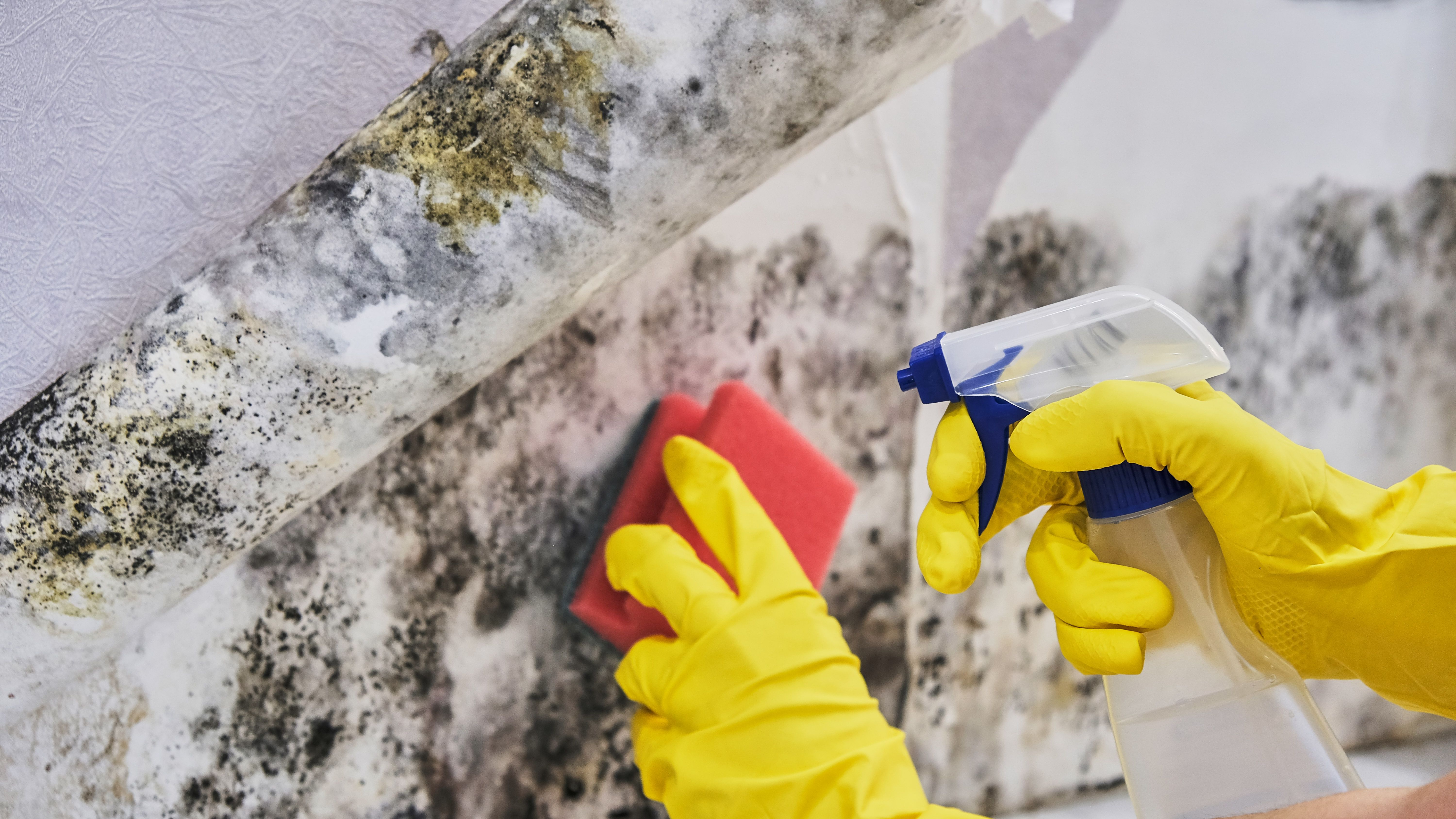 How To Get Rid of Mold in the House - Mold Cleaning Tips