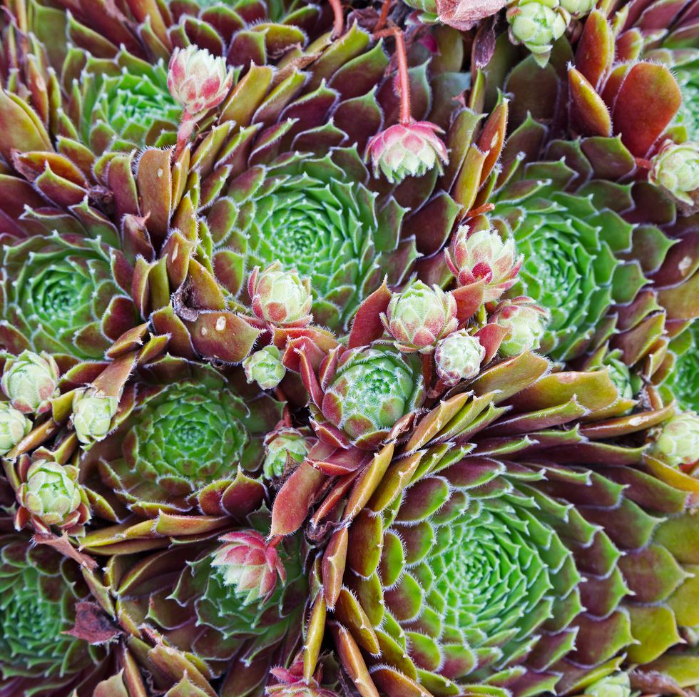 best groundcover hens and chicks