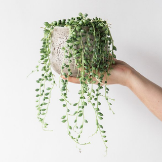Plant, Leaf, Flower, Herb, Annual plant, 