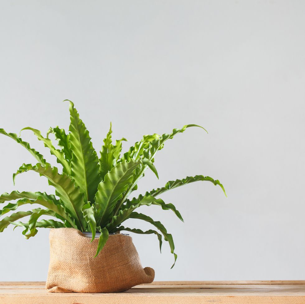 Houseplant Asplenium nidus in bag pot