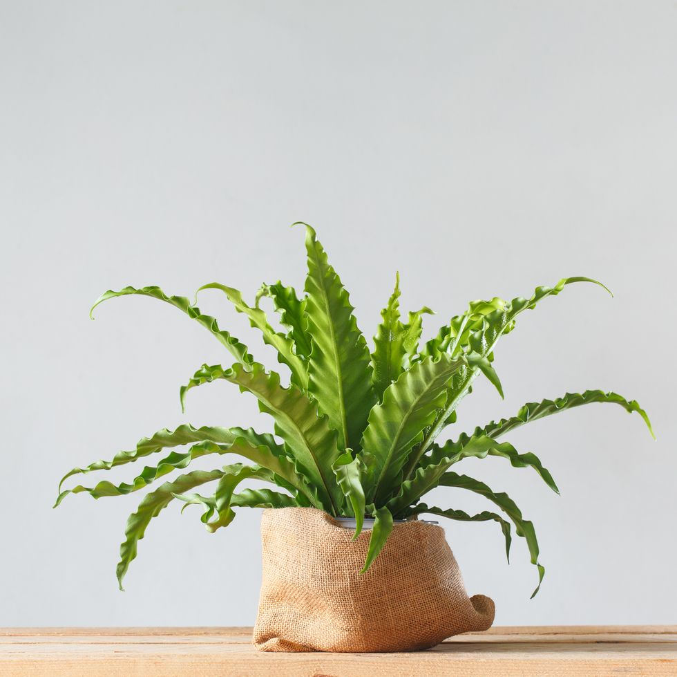 Houseplant Asplenium nidus in bag pot