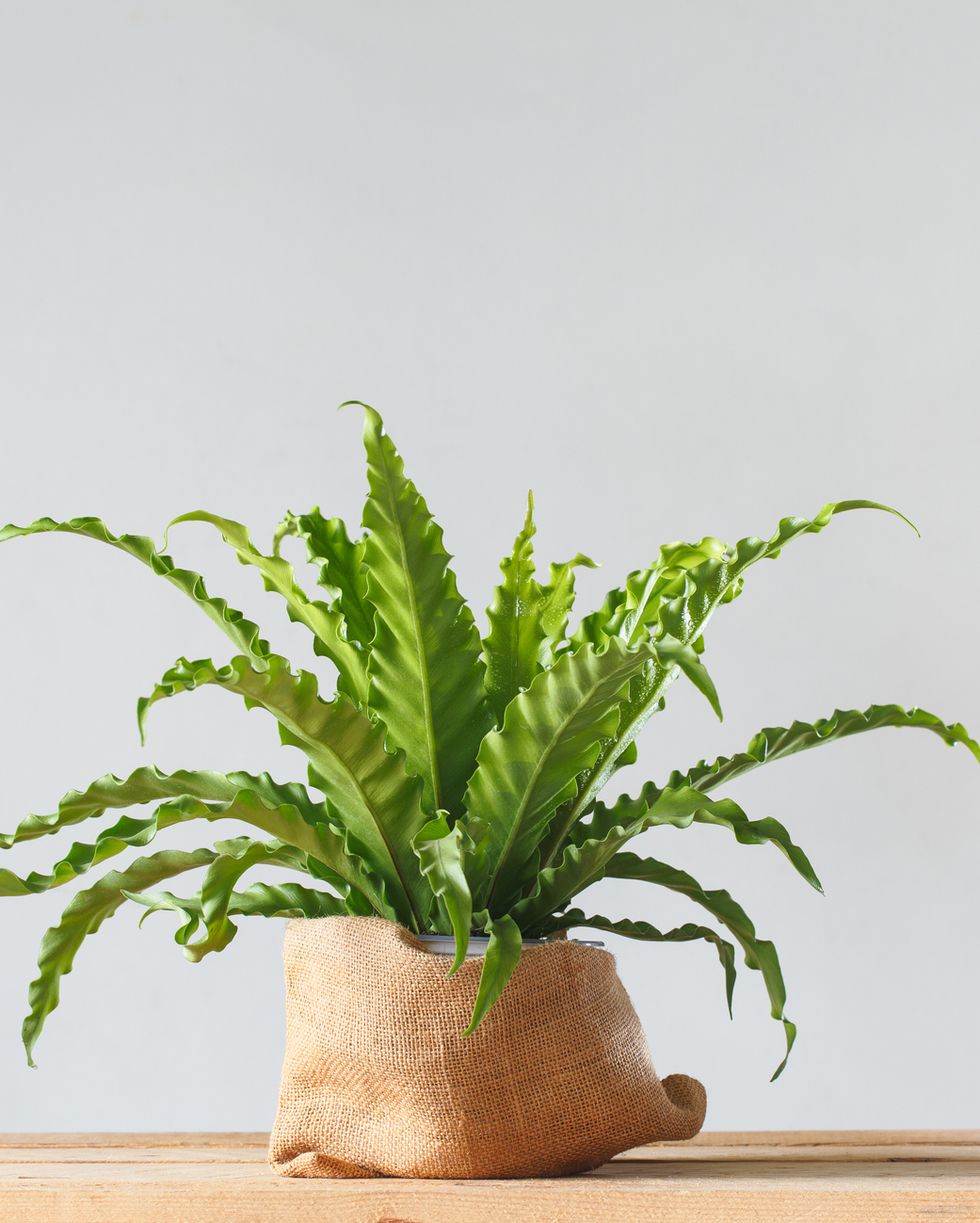 houseplant asplenium nidus in sack pot