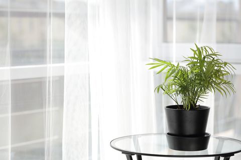 best bedroom plants parlor palm