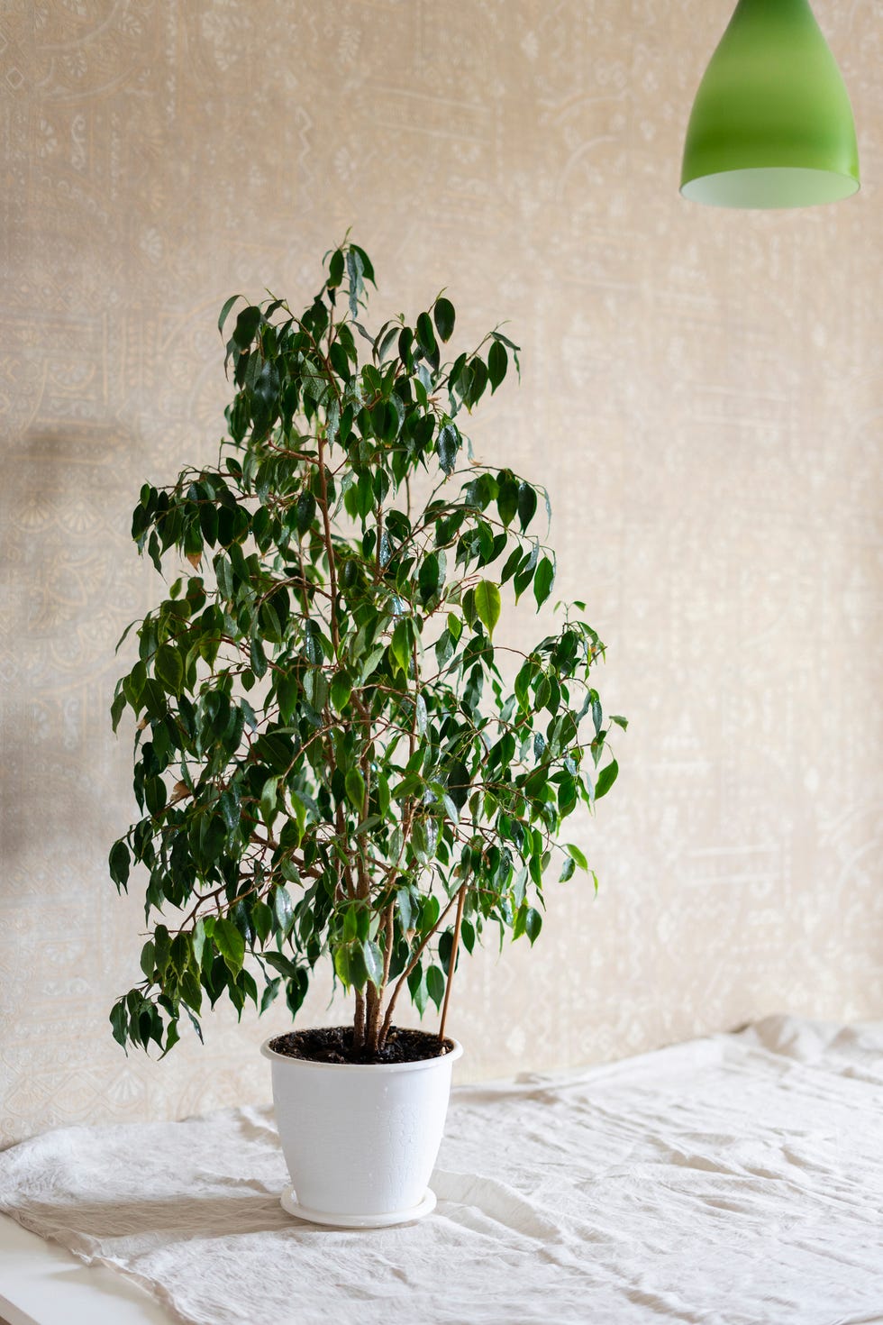 houseplant on table in front of wall at home