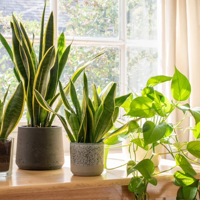 indoor houseplants next to a window in a beautifully designed home or flat interior