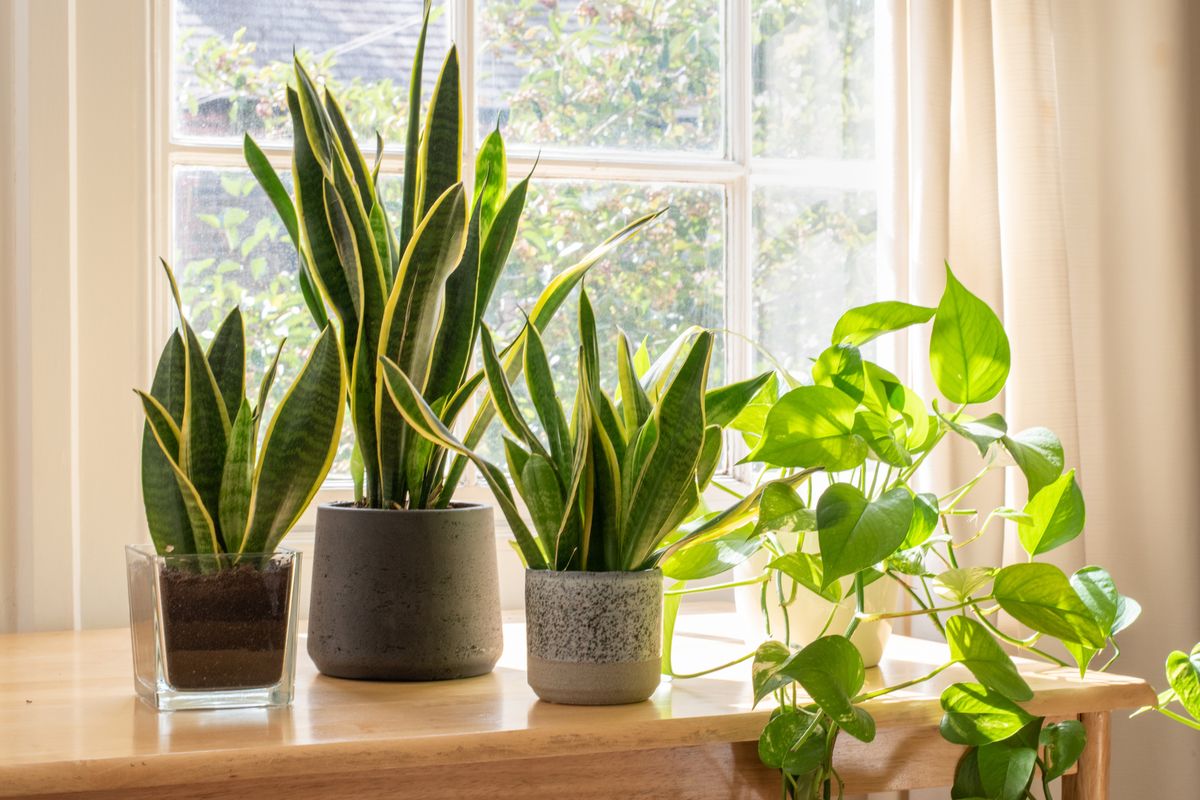 indoor houseplants next to a window in a beautifully designed home or flat interior