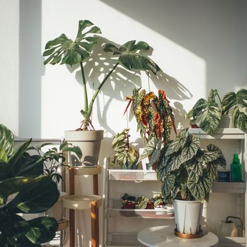 houseplants, a group of plants in a room