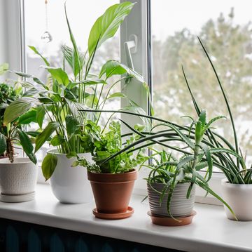 houseplants growing on window sill from left ardisia crenata, euphorbia leuconeura, spathiphyllum, asplenium nidus, aloe vera, dracaena angolensis