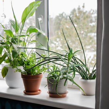 houseplants growing on window sill from left ardisia crenata, euphorbia leuconeura, spathiphyllum, asplenium nidus, aloe vera, dracaena angolensis