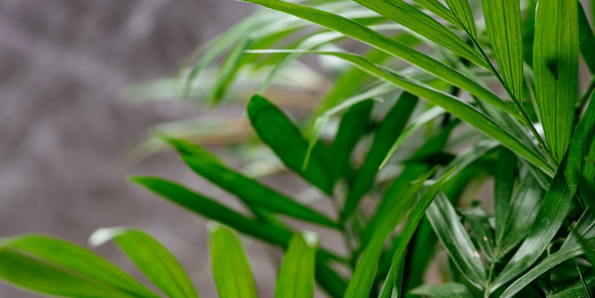 Soluciones naturales: 8 plantas para combatir el moho y la humedad