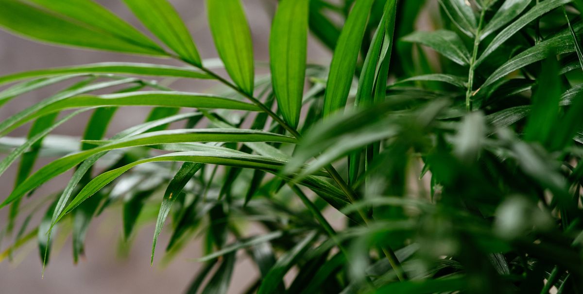 7 common houseplants that can help banish mould