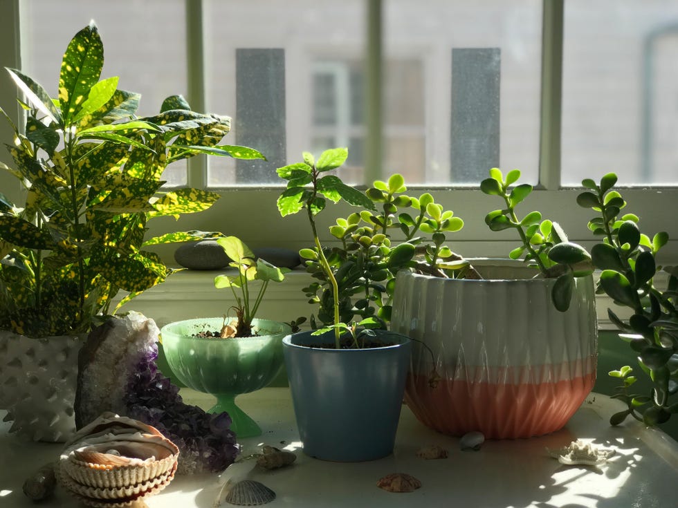 houseplants in a window