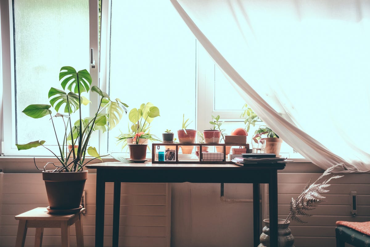 Best house plants: Best indoor plants for the less green-fingered