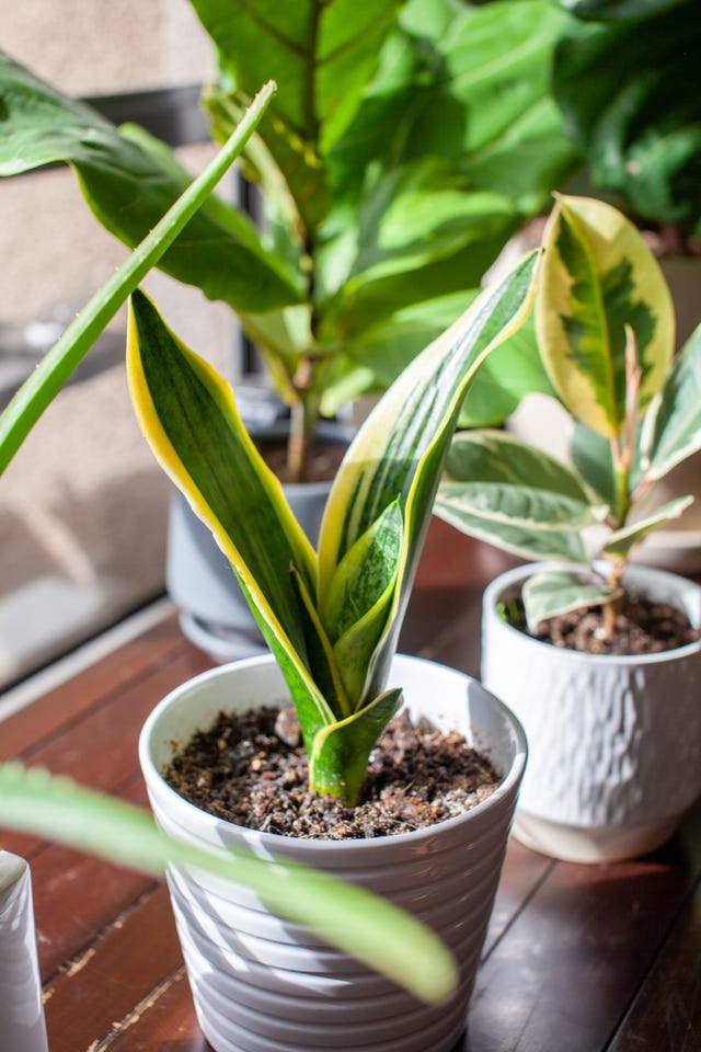 How To Improve Houseplant Health With Cooking Water