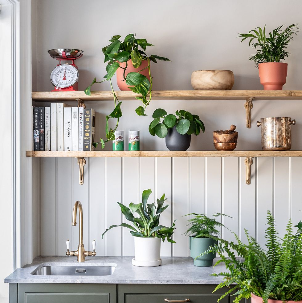 plants in the kitchen