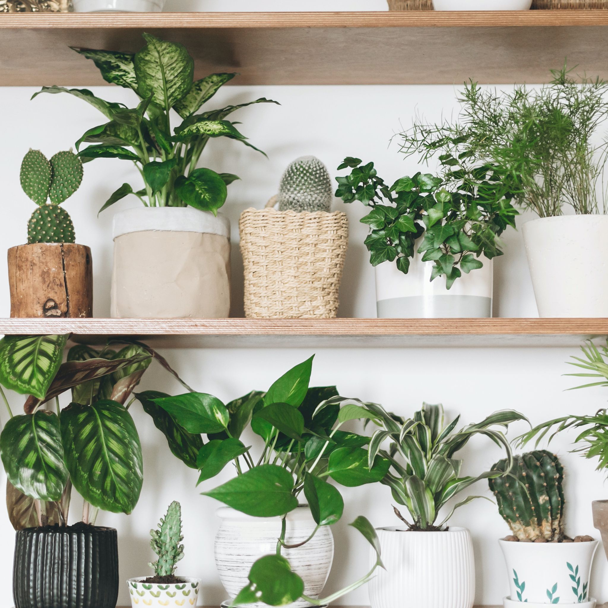 28 Best Air-Purifying Plants For The Home