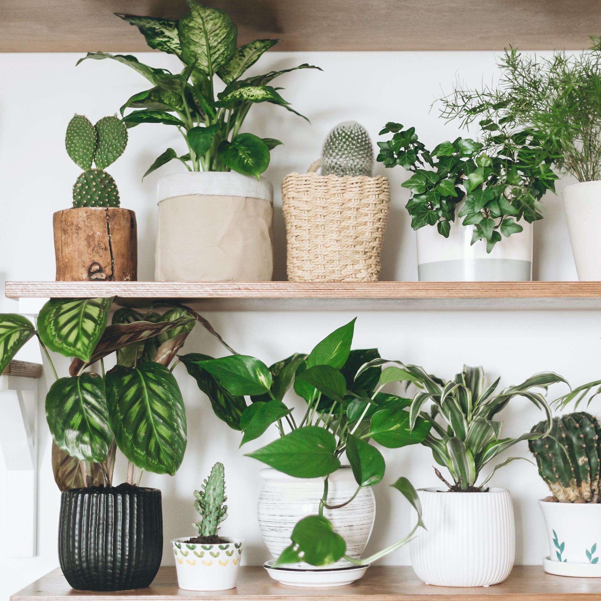 6 Reasons You Should Get A Spider Plant For Your Home