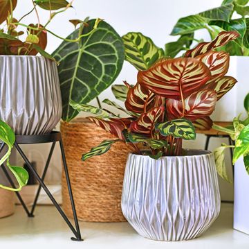 various different trendy tropical house plants in flower pots arranged on shelf