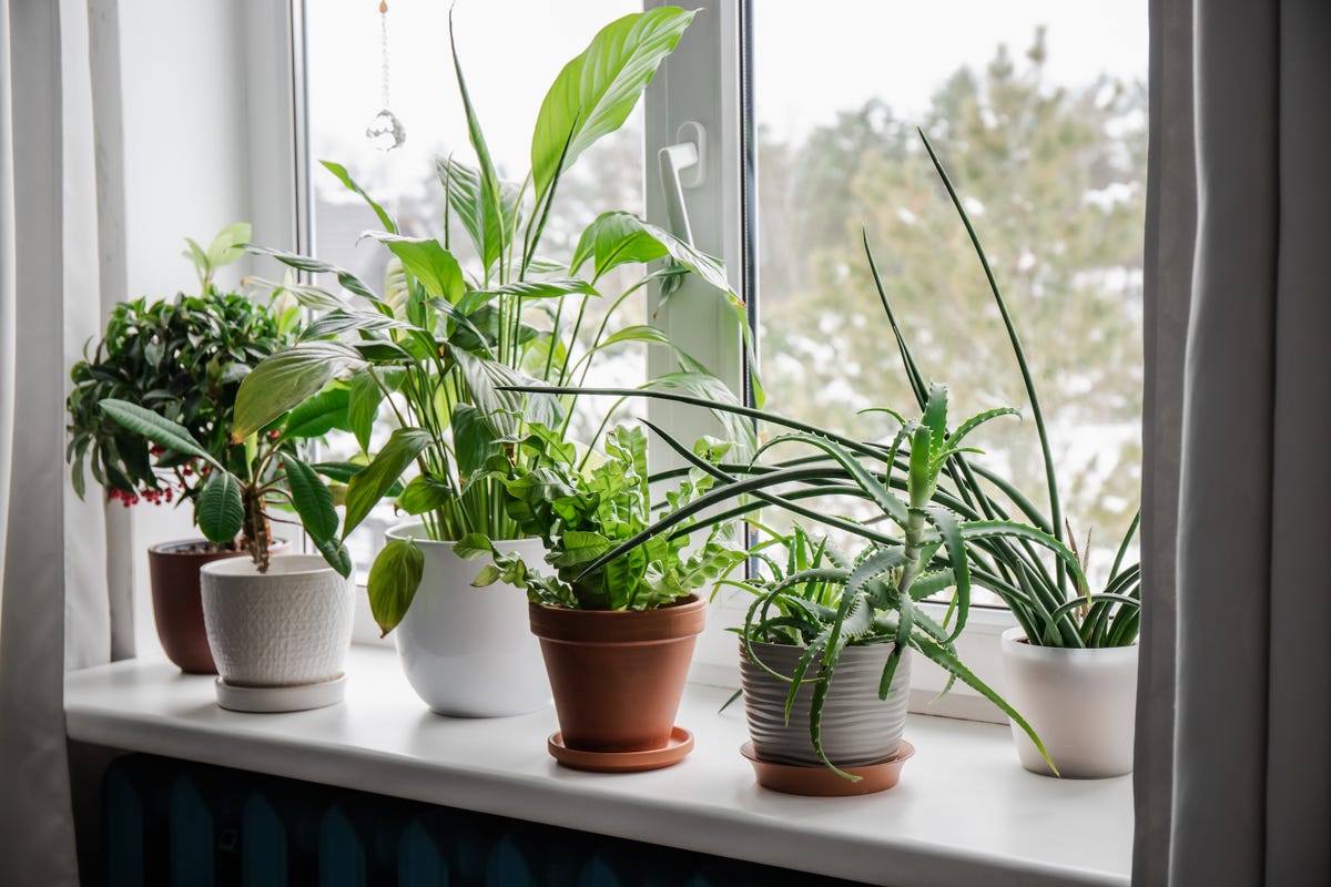 Windowsill Gardening: Best Plants To Grow On Your Windowsill