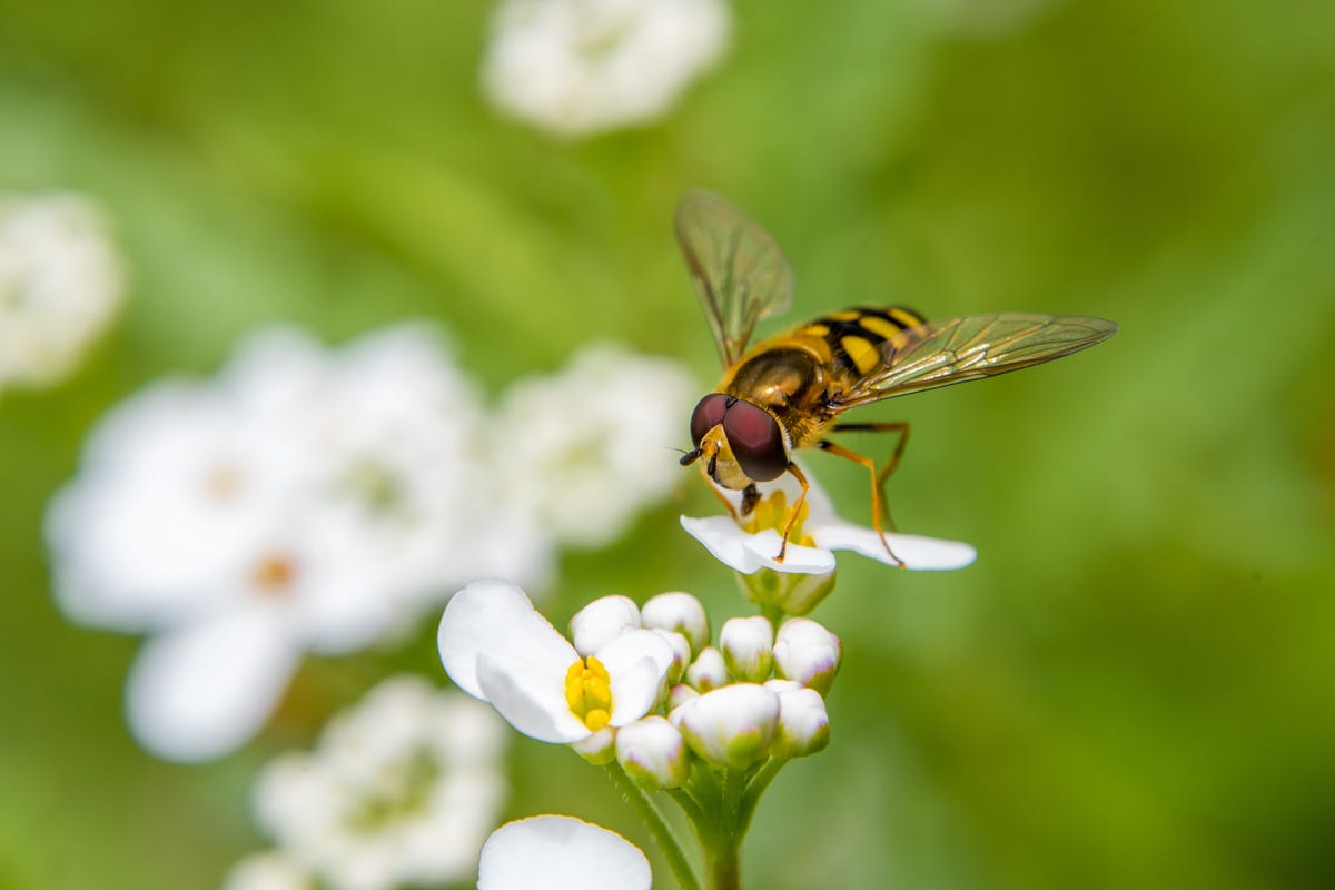 Gardeners urged to save the ‘unsung hero of our ecosystems’