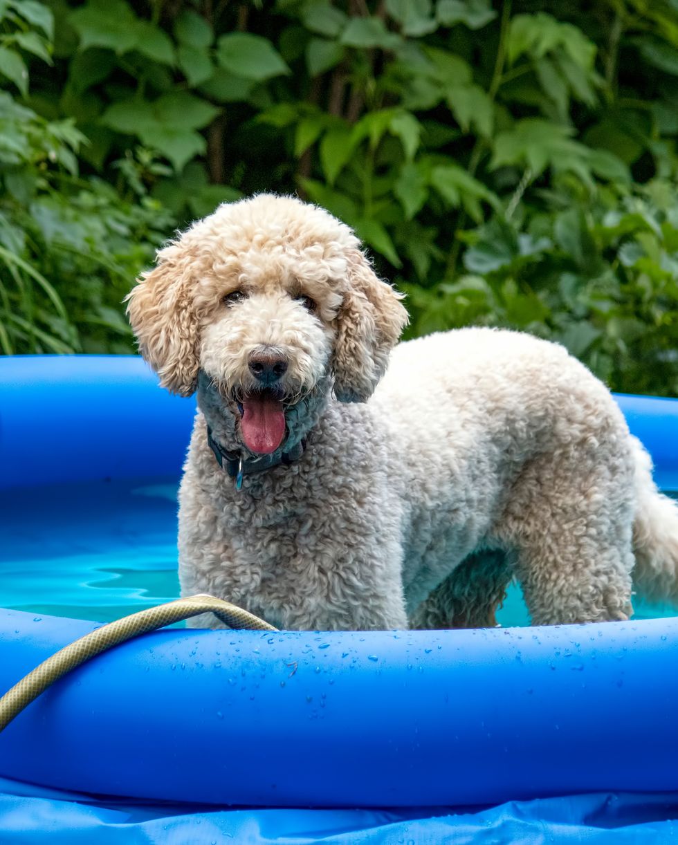 6 ways to keep dogs cool in summer
