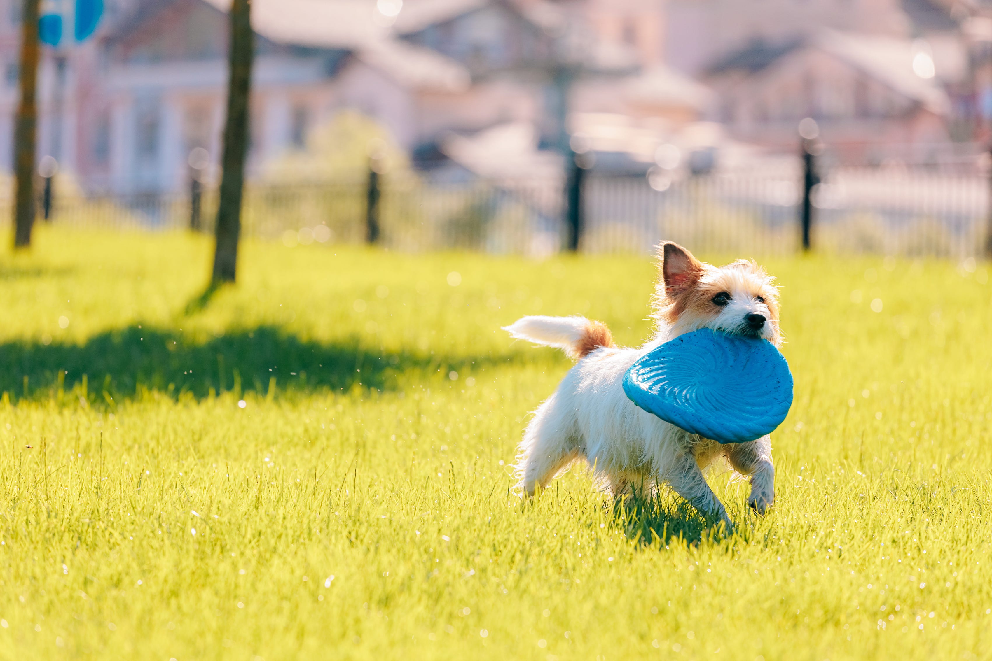 do dogs adapt to hot weather