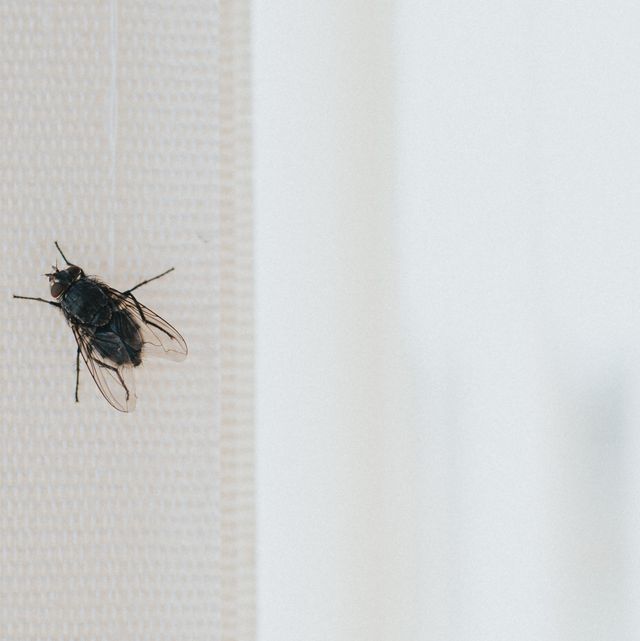 Fly Infestation? How to Get Rid of Flies in the House