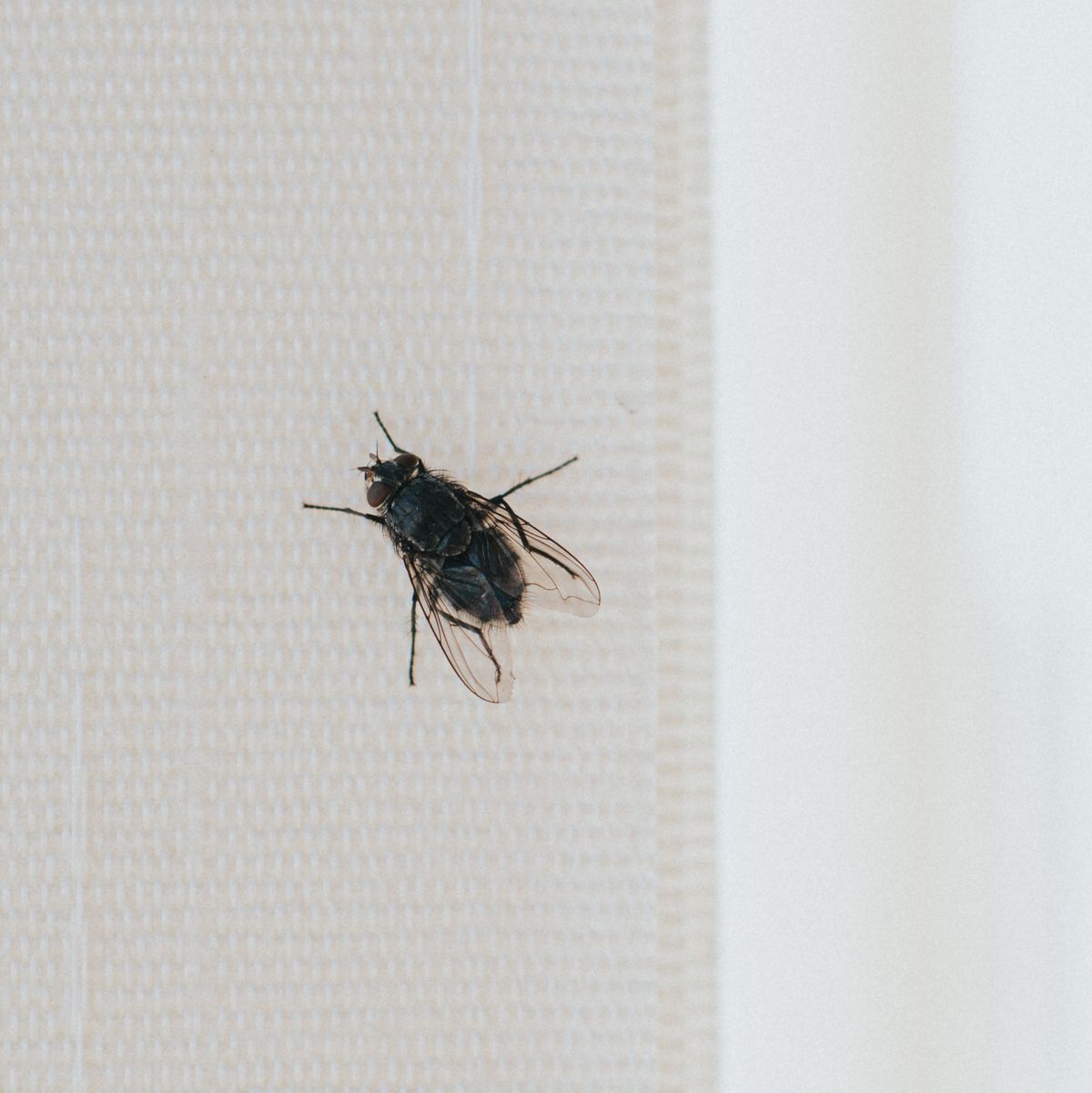 Carpet Beetles: Signs You Have An Infestation & How To Get Rid