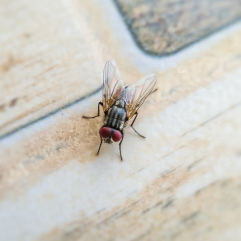 house fly on a building