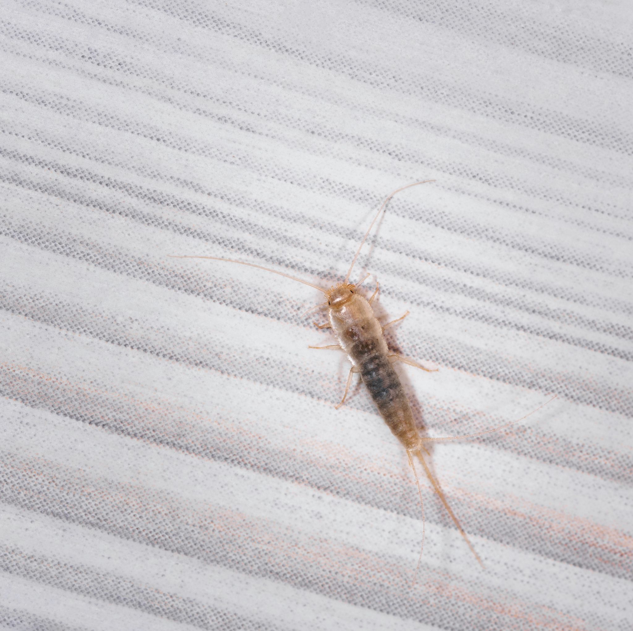 Tiny Bugs in Bathroom: Get Rid of Them with These Effective Solutions