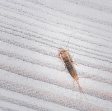 how to get rid of silverfish for good