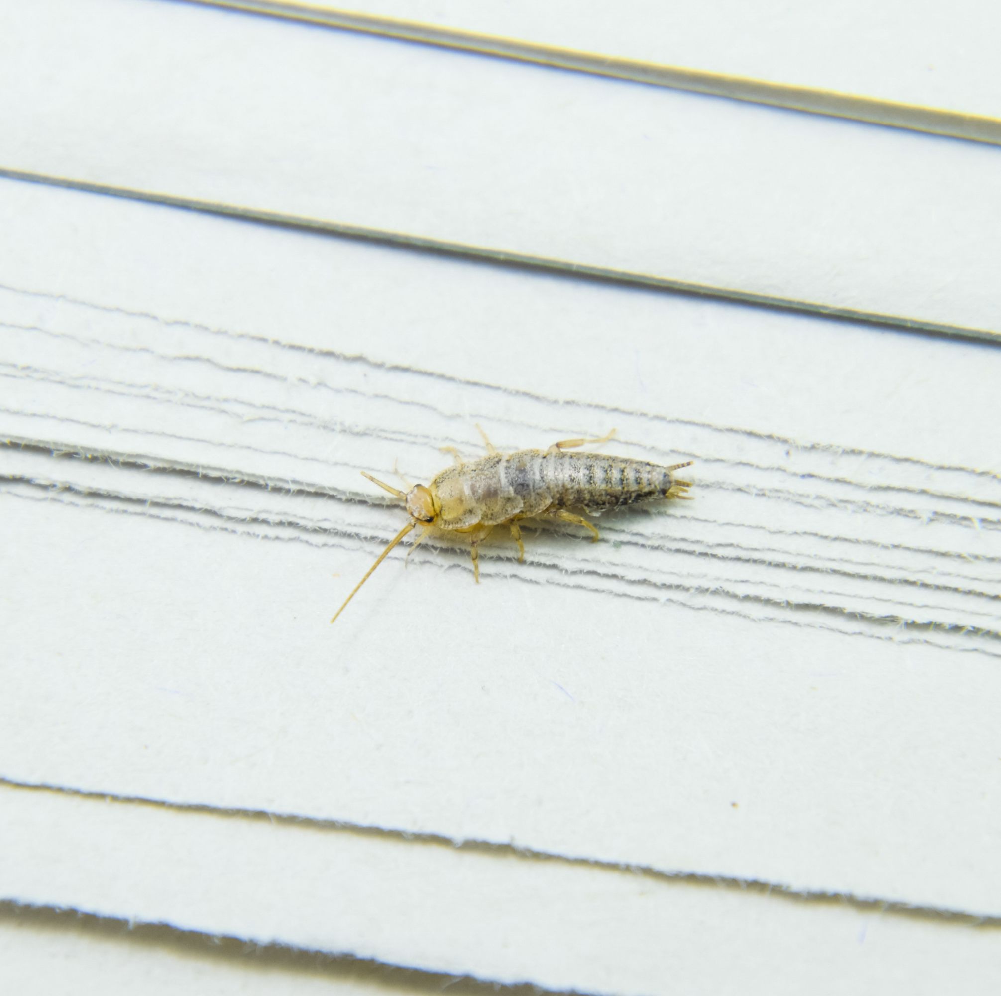 How To Get Rid Of Silverfish – What Naturally Kills Silverfish?