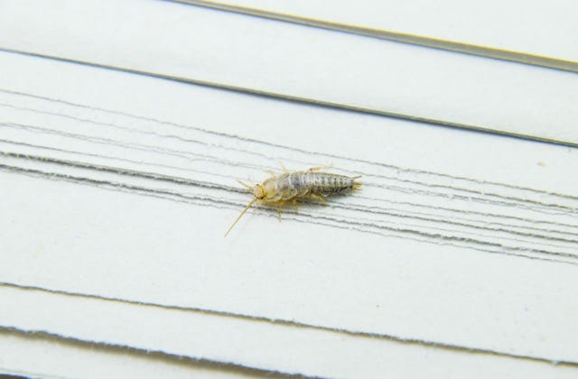 How To Get Rid Of Silverfish – What Naturally Kills Silverfish?