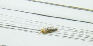 insect feeding on paper silverfish pest books and newspapers